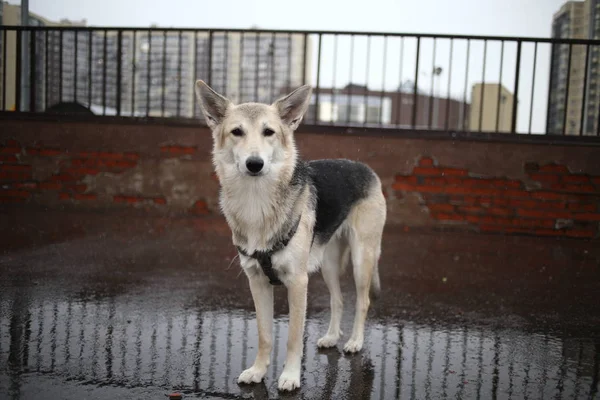 Vista lateral em um cão vadio em pé na água da poça — Fotografia de Stock