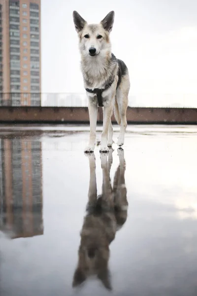 Vista en un lindo perro de raza mixta perdido paseando en la ciudad —  Fotos de Stock