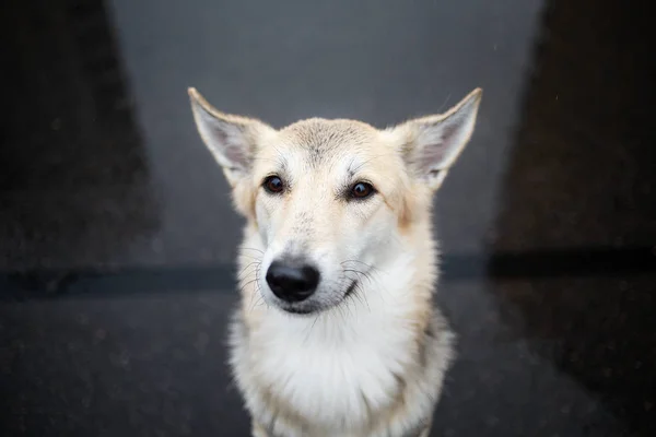 Retrato de un perro pastor solitario mirando a la cámara —  Fotos de Stock