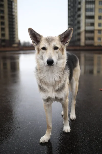 Πορτρέτο ενός μοναχικού ποιμενικού σκύλου κοιτάζοντας την κάμερα — Φωτογραφία Αρχείου