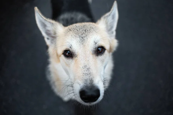 Retrato de un perro pastor solitario mirando a la cámara —  Fotos de Stock