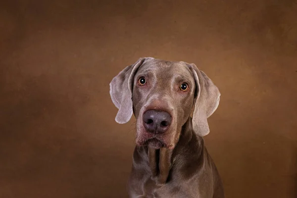 Κοντινό πλάνο πορτρέτο ενός αξιολάτρευτου σκυλιού δείκτη κοιτάζοντας την κάμερα — Φωτογραφία Αρχείου