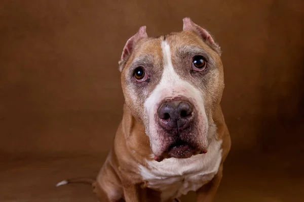 American staffordshire terrier em fundo marrom em estúdio — Fotografia de Stock