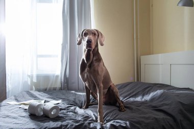 Tuvalet kağıdıyla yatakta oturan sivri köpek.