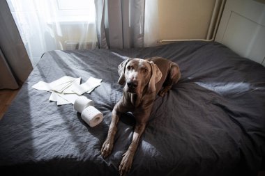 Sivri uçlu köpek tuvalet kağıdıyla yatakta yatıyor.