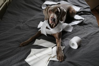Suçlu köpek tuvalet kağıdıyla yatakta yatıyor.