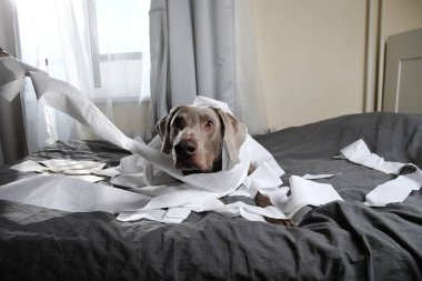 Köpek tuvalet kağıdıyla oynadıktan sonra yoruldu.