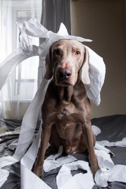 Köpek tuvalet kağıdıyla oynadıktan sonra yoruldu.