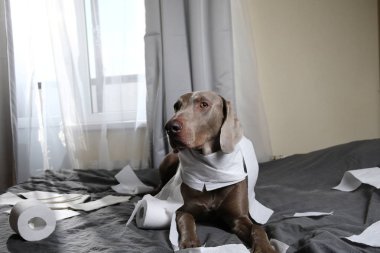 Suçlu köpek tuvalet kağıdıyla yatakta yatıyor.
