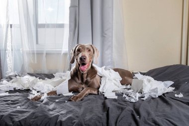 Mutlu köpek yatakta kağıtları karıştırıyor.