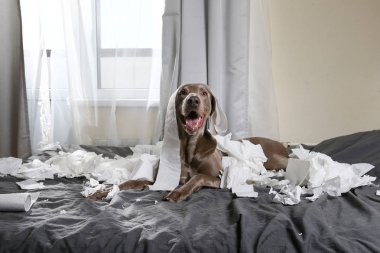 Mutlu köpek yatakta kağıtları karıştırıyor.