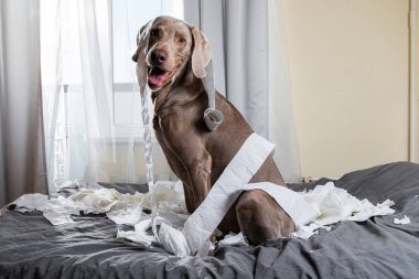 Komik işaretçi köpek tuvalet kağıdıyla oynuyor.