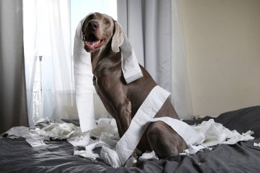 Komik işaretçi köpek tuvalet kağıdıyla oynuyor.