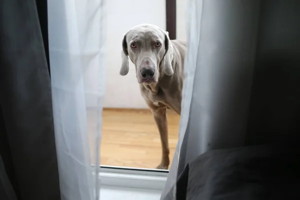 Puntero perro sentado detrás de las cortinas en el balcón — Foto de Stock