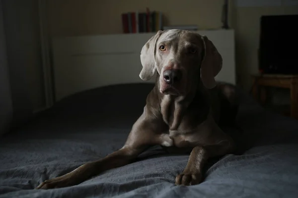 Tired dog lying on bed in bedroom