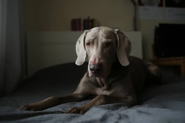 Tired dog lying on bed in bedroom