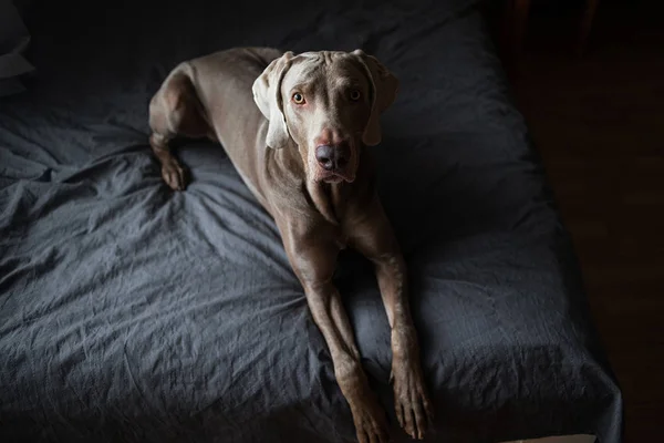 Trött hund liggande på sängen i sovrummet — Stockfoto