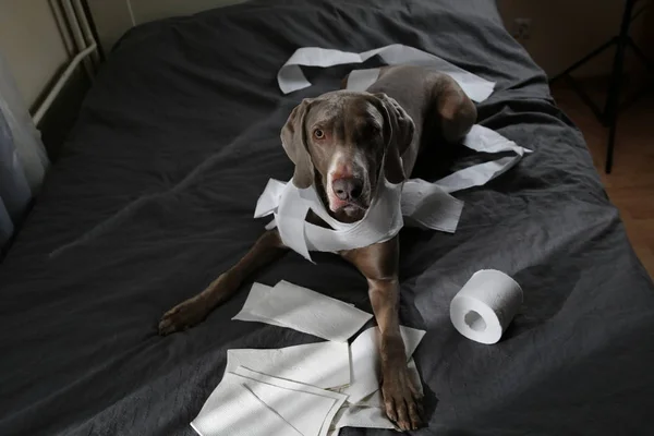 Guilty dog lying on bed with toilet paper