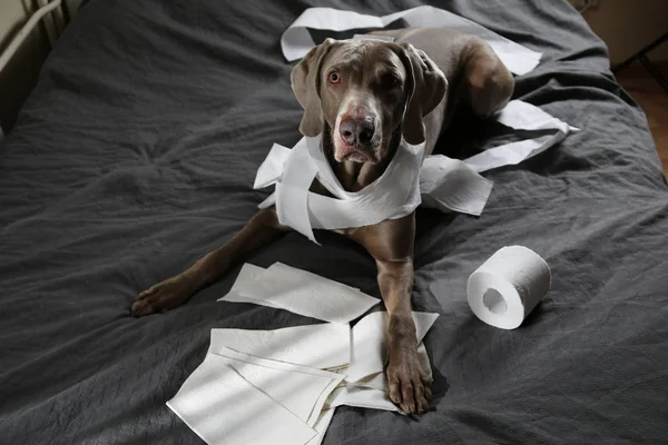 Guilty dog lying on bed with toilet paper