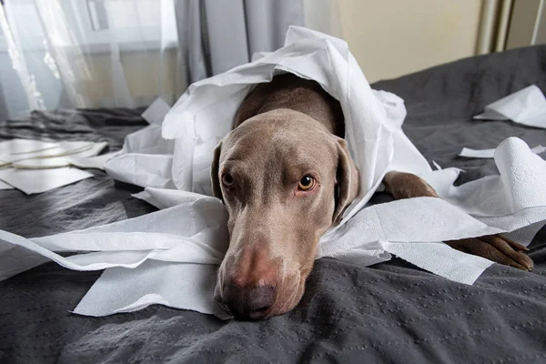 Dog tired after playing with toilet paper