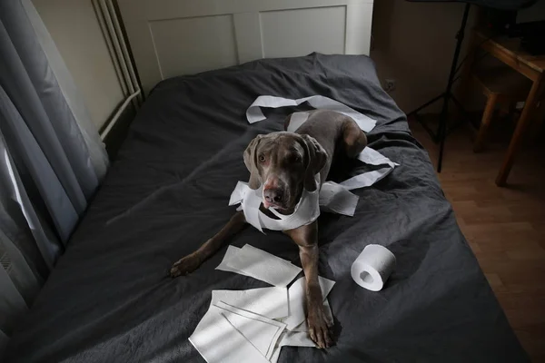 Виновная собака лежит на кровати с туалетной бумагой — стоковое фото