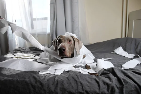 Собака устала после игры с туалетной бумагой — стоковое фото