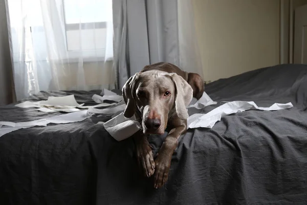 Собака устала после игры с туалетной бумагой — стоковое фото