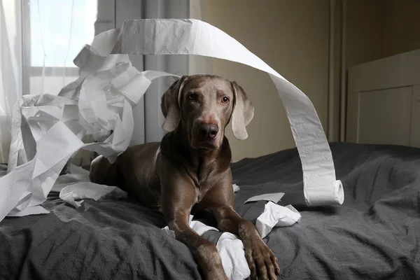 Dog tired after playing with toilet paper