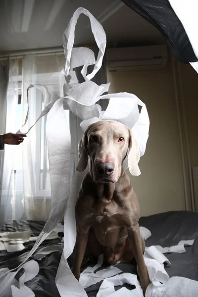 Dog tired after playing with toilet paper