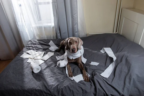 Guilty dog lying on bed with toilet paper