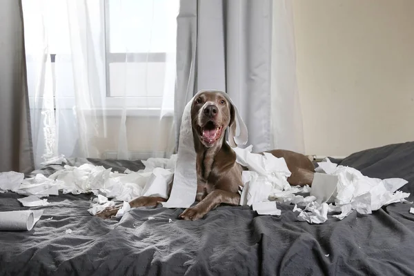 Счастливая собака путается с бумагами в постели — стоковое фото