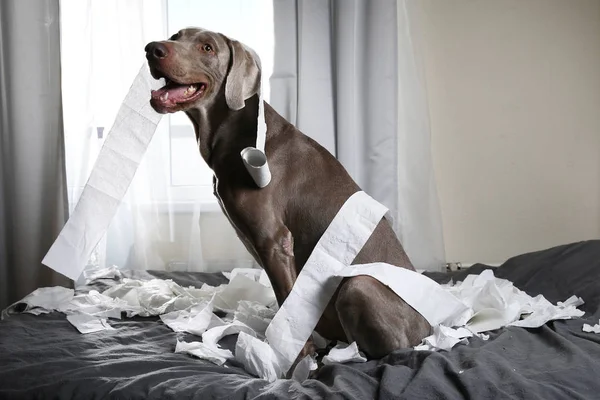 Забавная собака играет с туалетной бумагой. — стоковое фото