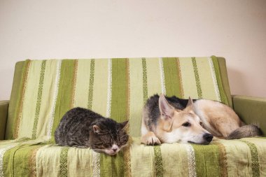 Meraklı genç çoban köpeği yaşlı kedinin yanında yatıyor yeşil kanepede uyuyor ve yan bakıyor.