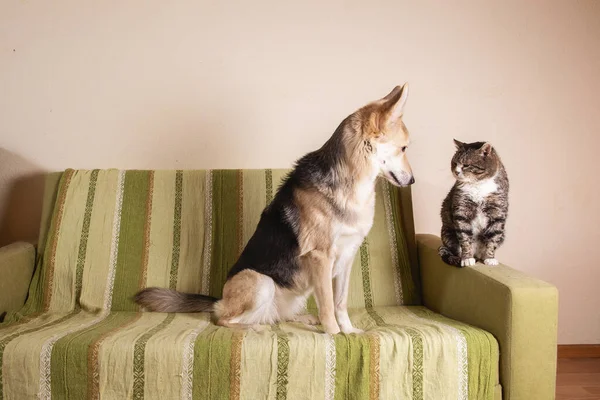 Cão Animado Tranquilo Velho Gato Deitado Sofá Verde Olhando Uns — Fotografia de Stock