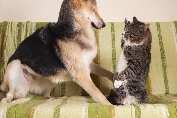 Cute Young Dog Runs Away Attacking Old Angry Cat Lying — Stock Photo, Image