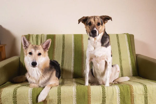 Αξιολάτρευτα Γαλήνια Μικτή Φυλή Σκύλων Κοιτάζοντας Κάμερα Ενώ Στηρίζεται Πράσινο — Φωτογραφία Αρχείου