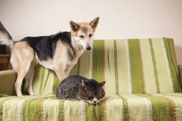 Calmo Cão Rafeiro Olhando Para Velho Gato Listrado Com Olhos — Fotografia de Stock