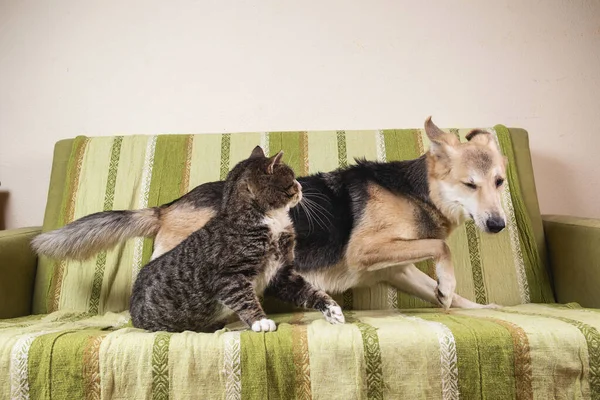 Cão Jovem Bonito Foge Ataque Velho Gato Zangado Deitado Sofá — Fotografia de Stock