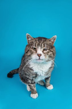 Güçlü melez kedi, mavi arka planda oturuyor.