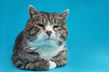 Güçlü melez kedi, mavi arka planda yatıyor.