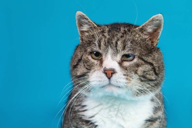 Mavi arka planda kameraya bakan güçlü, yaşlı melez kedinin portresini kapat.