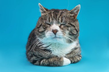 Güçlü melez kedi, mavi arka planda yatıyor.