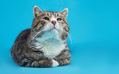 Güçlü melez kedi, mavi arka planda yatıyor.