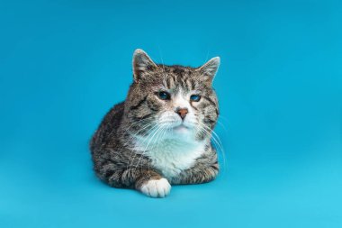 Güçlü melez kedi, mavi arka planda yatıyor.