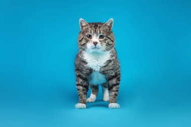 Güçlü melez kedi, mavi arka planda oturuyor.