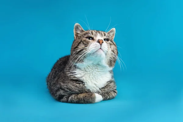 Strong old mixed breed cat, lying on blue background