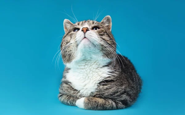 나이의 고양이 — 스톡 사진