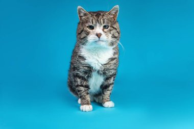 Güçlü melez kedi, mavi arka planda oturuyor.