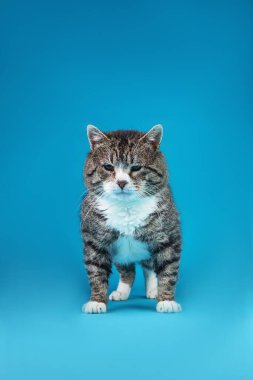 Güçlü melez kedi, mavi arka planda oturuyor.