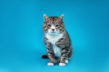 Güçlü melez kedi, mavi arka planda oturuyor.